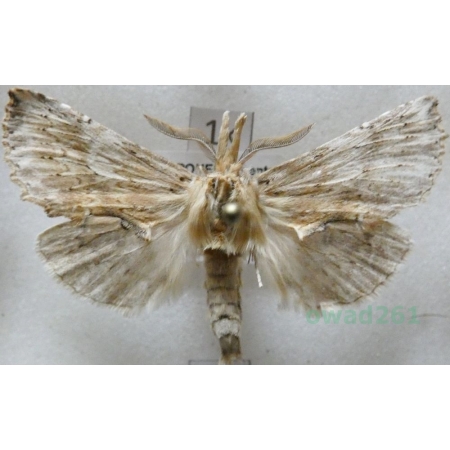 Pterostoma palpina (Clerck, 1759) male Dzióbica głaszczkówka Czech1k